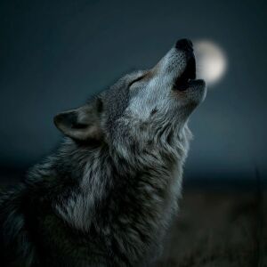 Dengarkan Я волк одиночка lagu dari E3 dengan lirik