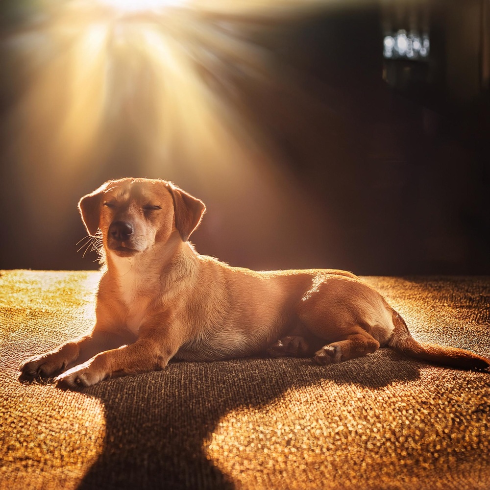 Suaves Canciones De Cuna Para Perros Para Dormir