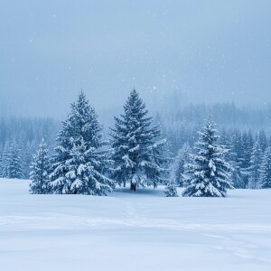 Album Winter from Shava