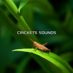 The Nature Sound FX的專輯Crickets Sounds