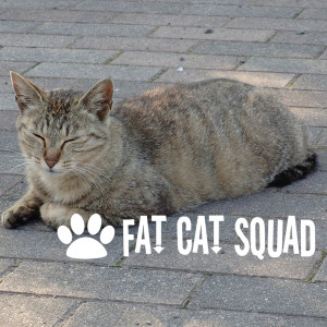 The Guitar Plus Me的專輯FAT CAT SQUAD