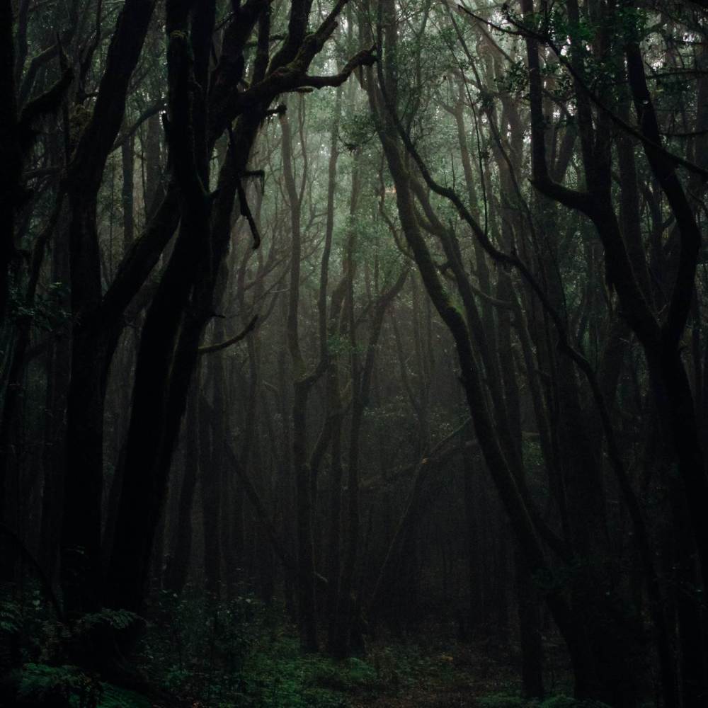 The Forest (Explicit)