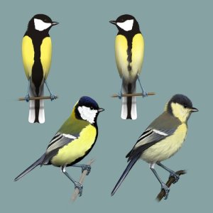 收聽Polskie Ptaki的Bird sounds - Great Tit歌詞歌曲