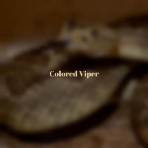 Listen to Colored Viper song with lyrics from Ahmd Haras