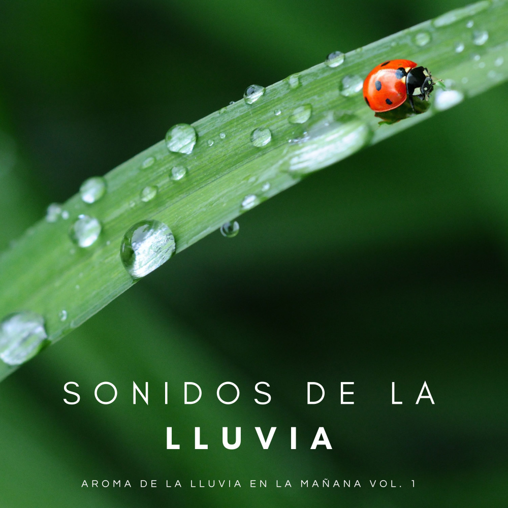 Relajación De La Lluvia
