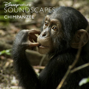 อัลบัม Disneynature Soundscapes: Chimpanzee ศิลปิน Disneynature Soundscapes