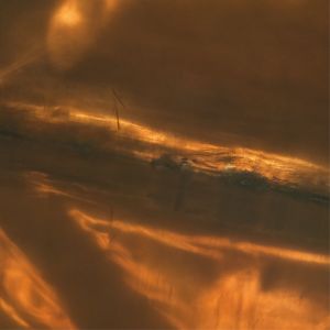 Album Lustra from MAAT