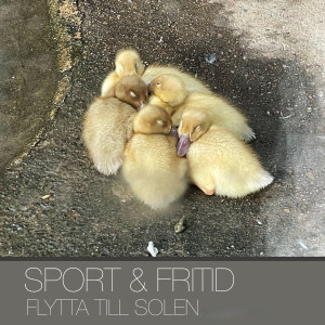 Album Flytta Till Solen from SPORT