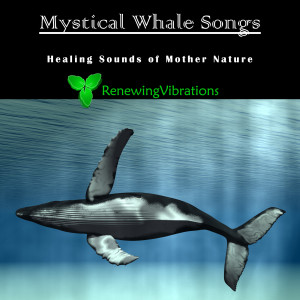 ดาวน์โหลดและฟังเพลง Mystical Whale Songs. Healing Sounds of Mother Nature. Great for Relaxation, Meditation, Sound Therapy and Sleep. พร้อมเนื้อเพลงจาก Renewing Vibrations