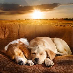 Clima salvaje的專輯Mascotas Relajadas Con Hip Hop: Sonidos Chill Para Compañeros
