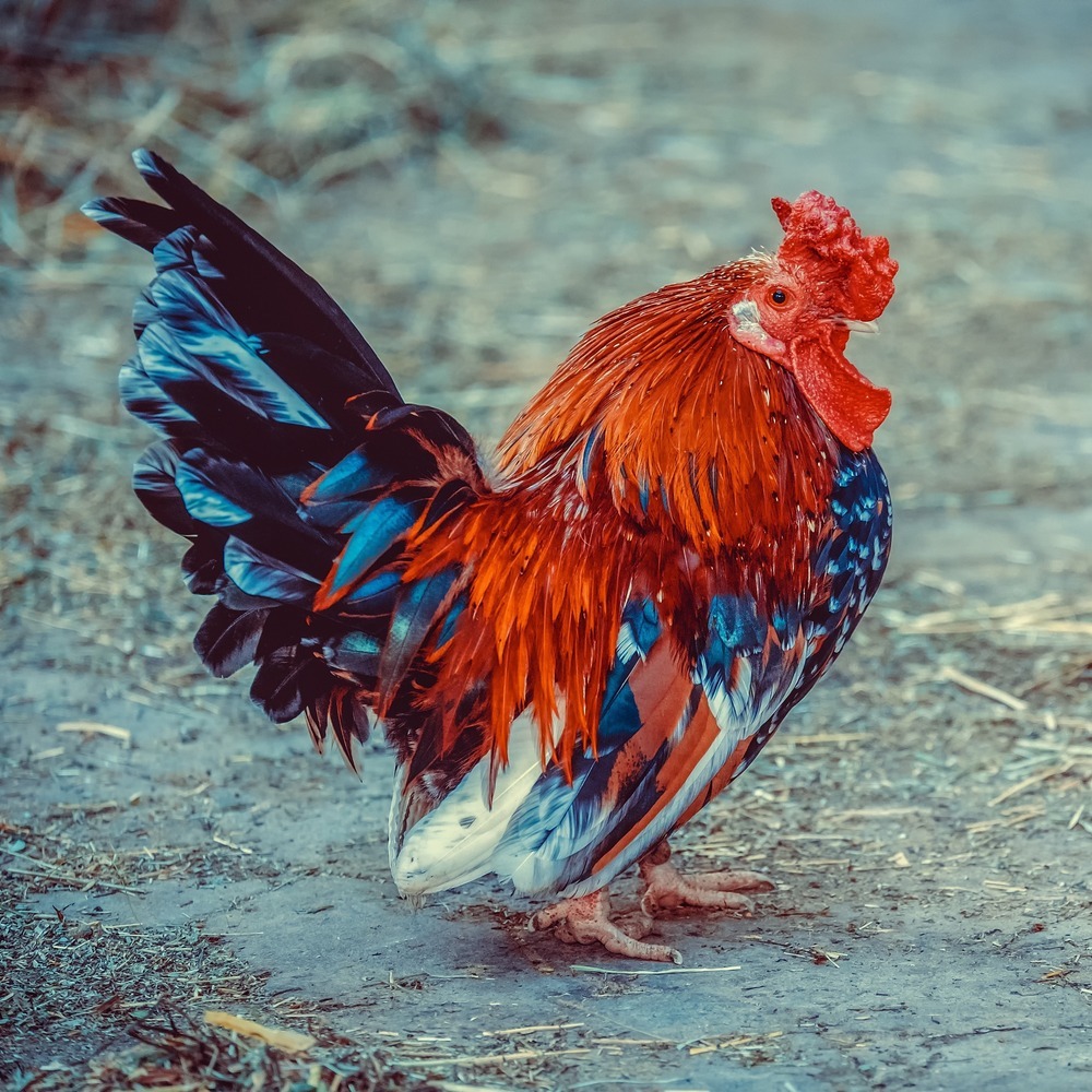 Guitar chiken