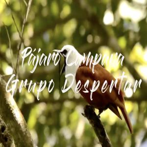 Dengarkan lagu Pájaro Campana nyanyian Grupo Despertar dengan lirik