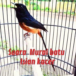 收聽suara kicau81的Suara Murai Batu Isian Kacer (Live)歌詞歌曲