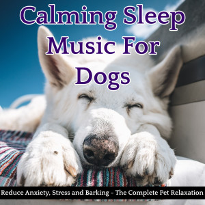 Dengarkan Relax My Dog lagu dari Relax My Dog dengan lirik