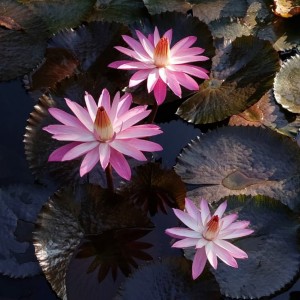 ดาวน์โหลดและฟังเพลง Yammim Nahwal Madinah พร้อมเนื้อเพลงจาก Guru Sekumpul