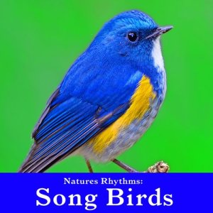 ดาวน์โหลดและฟังเพลง Active Forest Birds for Quiet Contemplation and Emotional Healing พร้อมเนื้อเพลงจาก Wildlife Bill