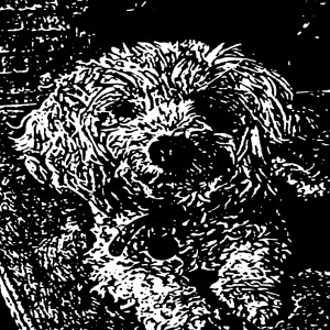 A Martyr's New Pitch的专辑All 4 Bailey