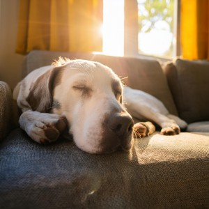 ดาวน์โหลดและฟังเพลง Canciones Relajantes Para Patas Juguetonas พร้อมเนื้อเพลงจาก Música fácil de escuchar el domingo por la mañana