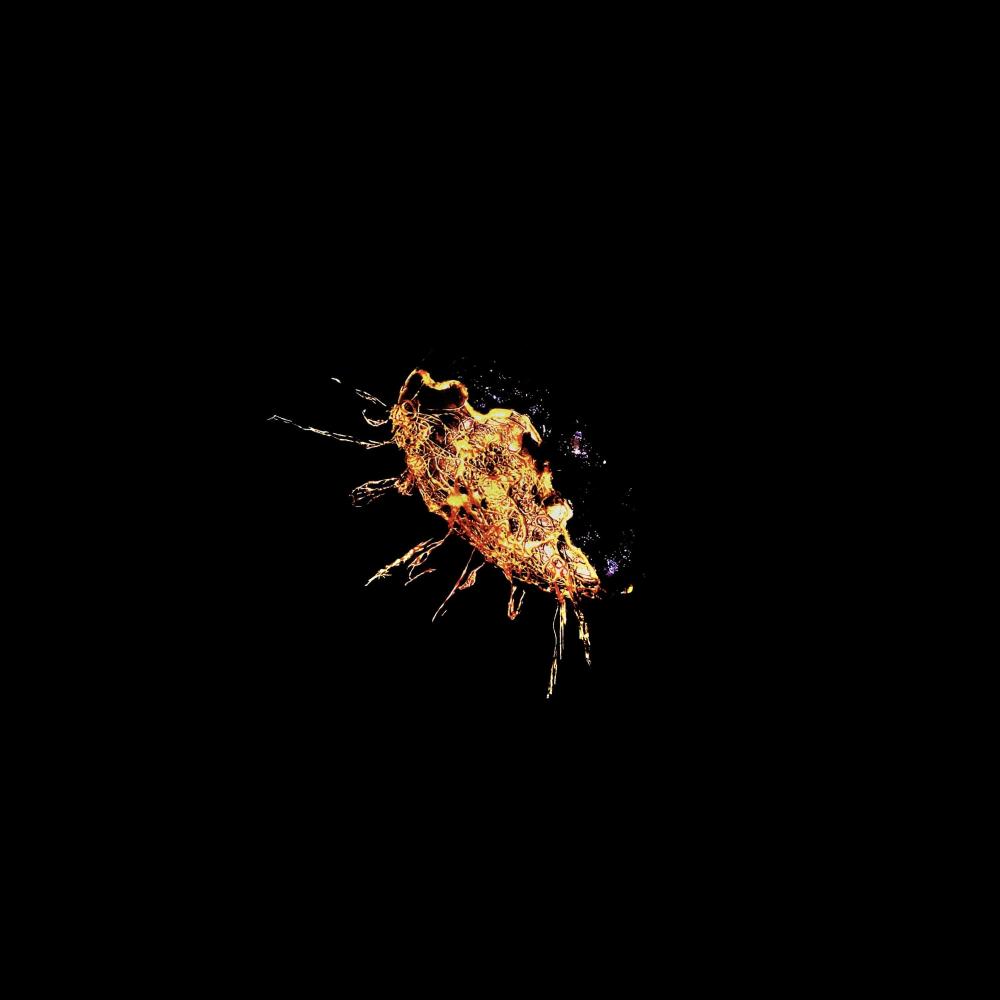 born anew (Explicit)