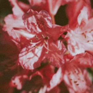 Listen to 耶路撒冷 (伴奏) song with lyrics from 盖雨嘉