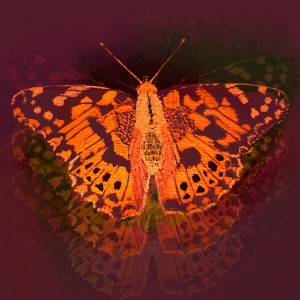 收聽The Scott Brothers的Butterflies歌詞歌曲