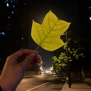 Listen to 谢小虹（伴奏） (伴奏) song with lyrics from 箜小姐