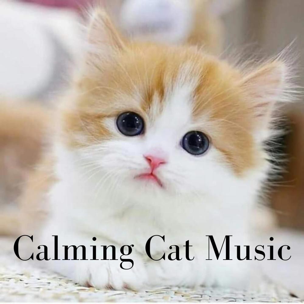 Help My Cat Sleep (feat. RelaxMyCat & Cat Music Dreams)