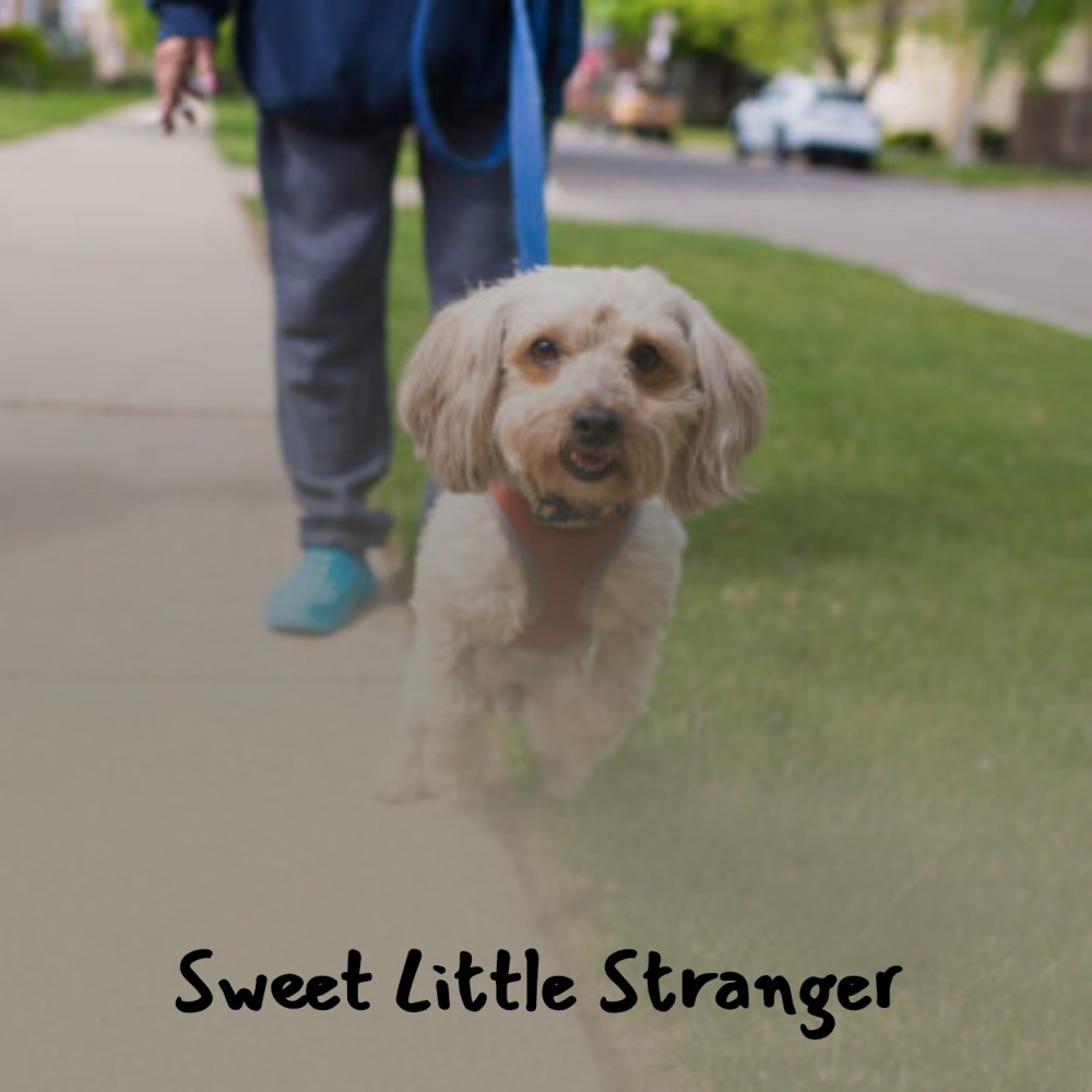 Sweet Little Stranger