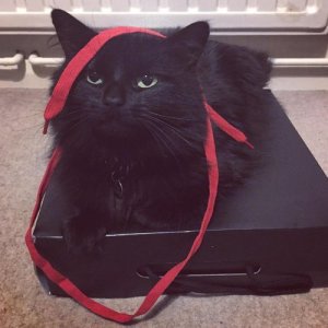 ดาวน์โหลดและฟังเพลง Red Ribbon พร้อมเนื้อเพลงจาก Music For Cats