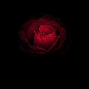 Album Iti aduc toti trandafirii oleh Stud. Calarasi