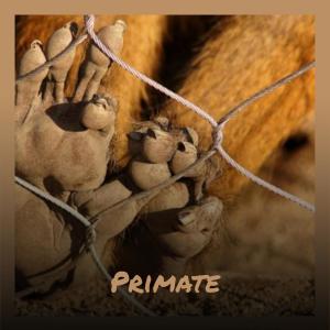 Various Artists的专辑Primate