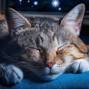 Dias Felices Maestro的專輯Música De Lofi Tranquila Para Una Siesta Reparadora Para Mascotas