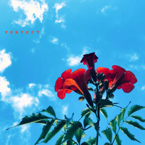 Listen to PERFECT song with lyrics from Linus
