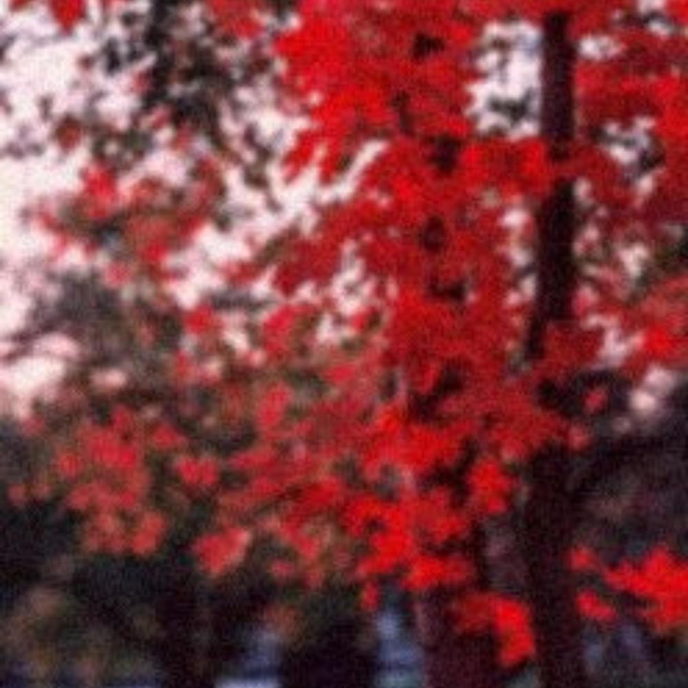 Maple Trees