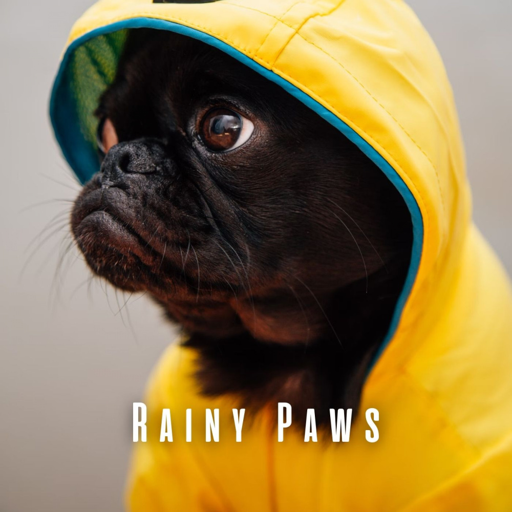 Pawsome Rainy Ambiance