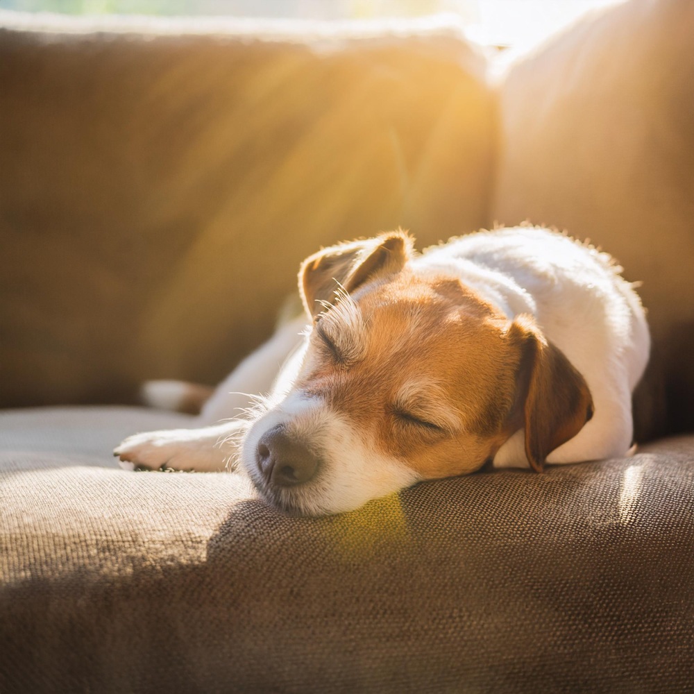 Vibraciones Reconfortantes Para Perros Acurrucados