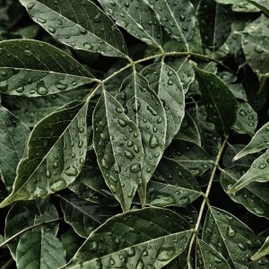 Listen to Cityscape Heavy Rain song with lyrics from Anthony Visby