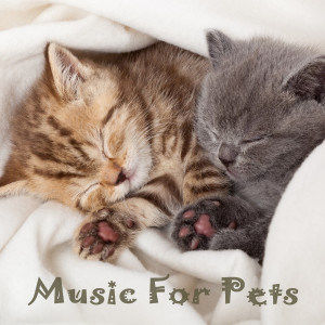 Music For Pets的專輯Music For Companion Animals: Warm up Vol. 1