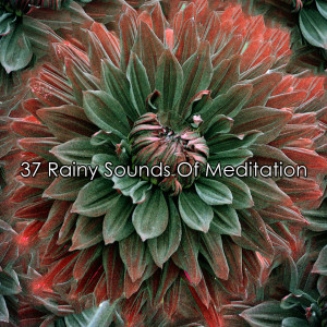 37 Rainy Sounds Of Meditation