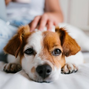 Calm Music Ensemble的專輯Soothing Tunes for Anxious Dogs