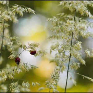 ดาวน์โหลดและฟังเพลง Love For All พร้อมเนื้อเพลงจาก Sounds of Nature Noise