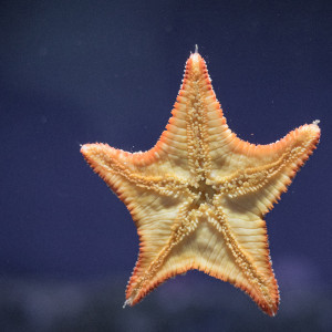 ดาวน์โหลดและฟังเพลง Pure Relaxation Music for Sleeping พร้อมเนื้อเพลงจาก Relaxing Music