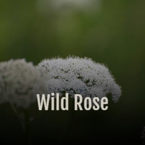 Listen to Some Cold Rainy Day song with lyrics from Curley Weaver