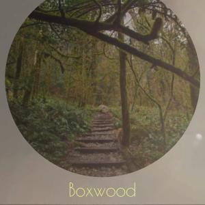 Dengarkan lagu Boxwood nyanyian Linsy dengan lirik