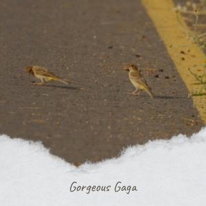 Album Gorgeous Gaga from Various