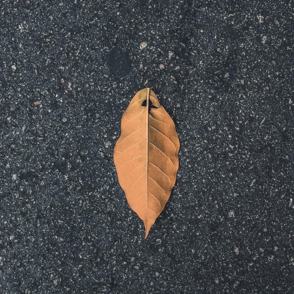 樱花浪漫