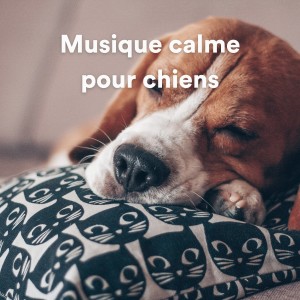 Listen to Placid Pharaoh Hound song with lyrics from Music for Dog's Ears