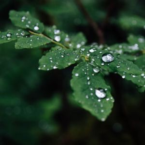 ดาวน์โหลดและฟังเพลง Zen Bound พร้อมเนื้อเพลงจาก Relaxing Music Therapy