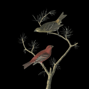 Dengarkan Suara Burung Murai Batu Nias lagu dari Severinus Journey dengan lirik