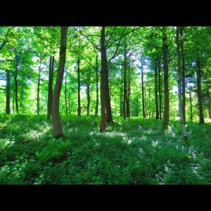 收聽Relaxing Spa Music的Solitude歌詞歌曲
